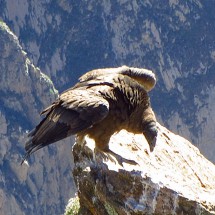 Condors and more - Colca Canyon